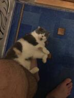 cat Kot not_furry real_life // 1920x2560 // 381KB