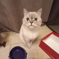 cat feline not_furry real_life stesha // 512x512 // 172KB